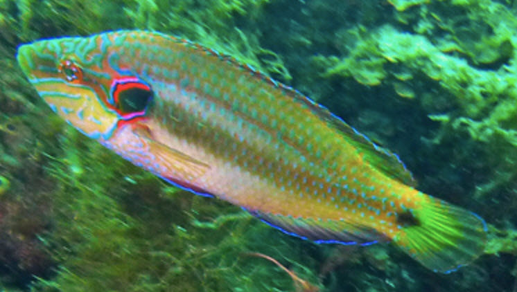 Symphodus ocellatus_0008